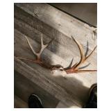 Huge Stag Bone Antlers For Making Anything