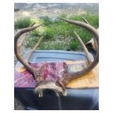 Deer Antlers