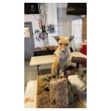 Taxidermy fox mount