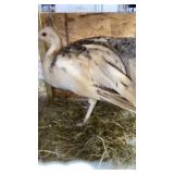 Black shoulder peafow hen