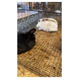 2 does rabbits English spot/ mini lop