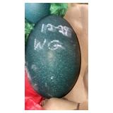 Emu egg w/g