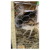 Black shdulder peacock male