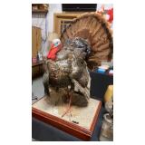 Taxidermy turkey