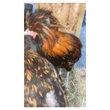 Pair gold laced polish