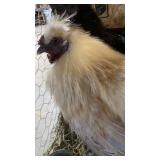 Silky roosters, one buff, one black one