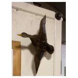 Taxidermy duck