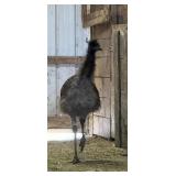 8month old female emu