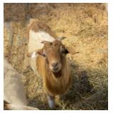 BOER buckling  IN05042-114