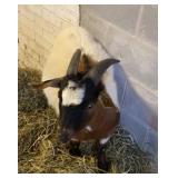 Alpine Cross buckling   INO5042-052