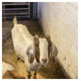 Born doe  INO5042-051