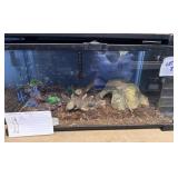 Cali king snake w/10 g enclosure