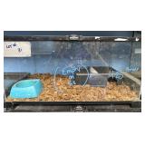 10 gallon tank w/ baby king snake