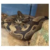 Normal ball python