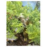 Crates gecko