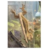 Crested gecko