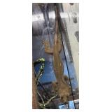 Male crested gecko
