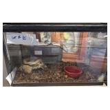Rat snake w/10gallon enclosure