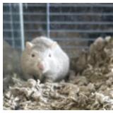Gerbil female w/ tank