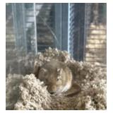 Male gerbil w/ tank