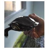 Pond yellow belly