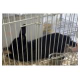 1 year old neatherland dwarf rabbit. Female