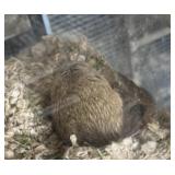 Male gerbil