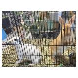 Netherland dwarf bunnies w/cage under 6months old