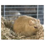 Gerbil w/tank
