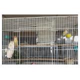Love birds w/cage