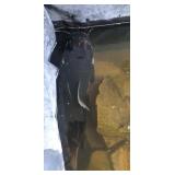 Pond red tail catfish