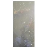Pond fish oscars