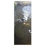 Pond alligator gar