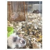 Hairless pet mice w/setup