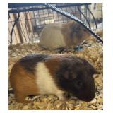 Guinea pigs female no cage