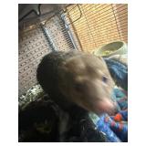 Super friendly mongoose