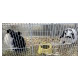 Holland lop bunnies w/cage