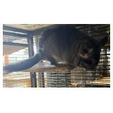 Male chinchilla no cage