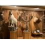 Dr. Lindsey Estate Auction