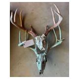 (2) European Whitetail Mounts