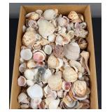 Assortment of Seashells