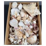 Variety Seashells
