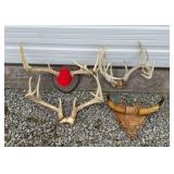 (3) Scull Cap Deer Mounts & Bull Horn Wall Mount