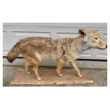 Taxidermy Coyote