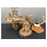 Squirrel, Bass, & Deer Taxidermy