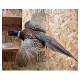 Pheasant Taxidermy