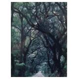 Russell Grace Florida Trees Photograph