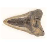 Megalodon Tooth
