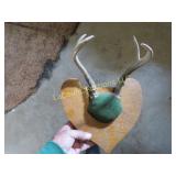 deer antler mount