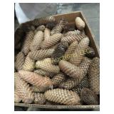box dried pinecones great for crafting or decor